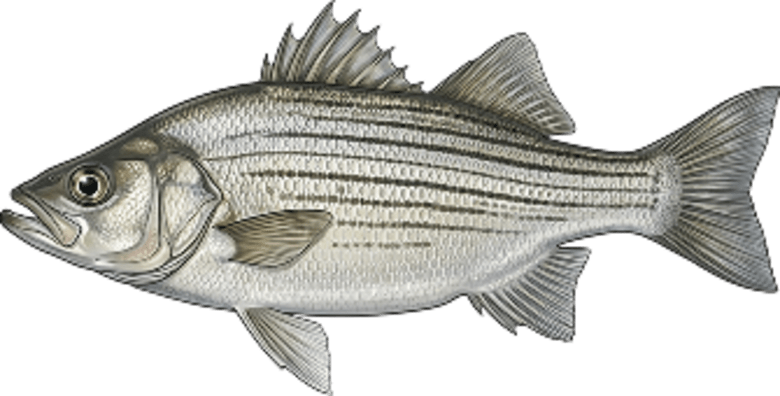 White bass