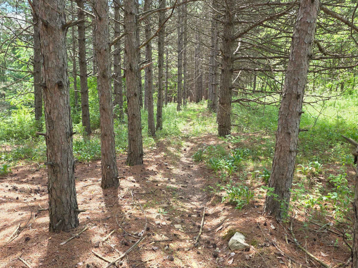 Single Track DD photo 3