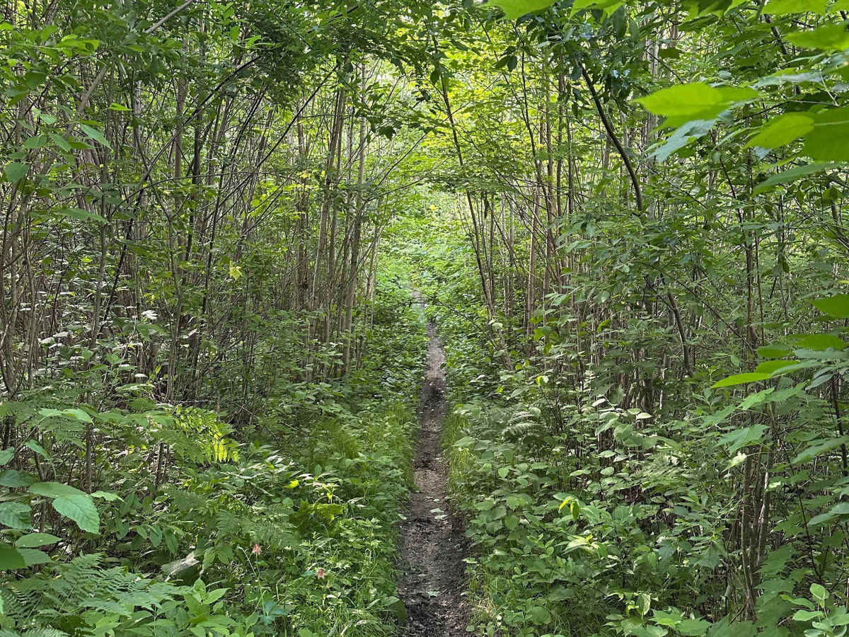Woodchuck photo 3
