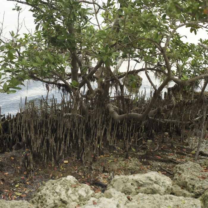 Near Convoy Point Jetty Trail