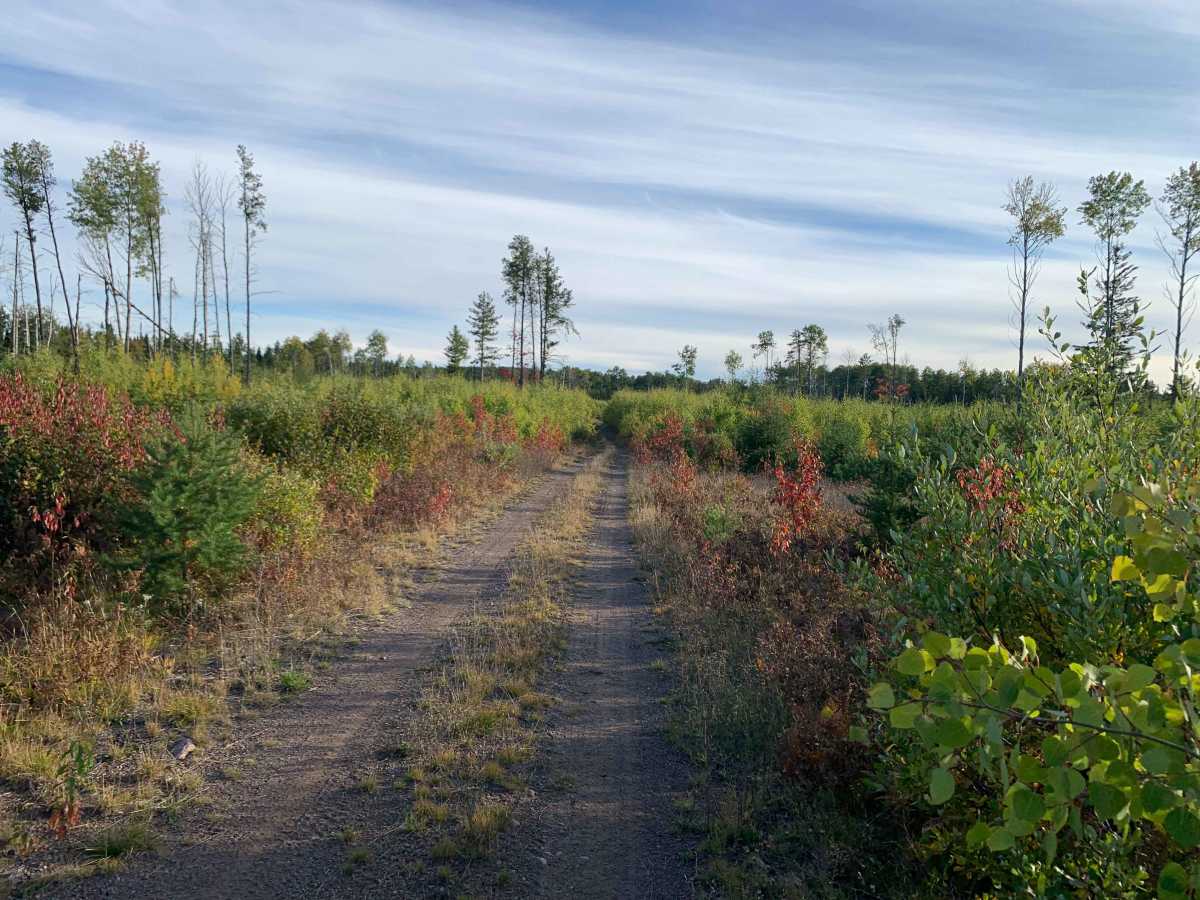 Frank Lake Trail - FS 1885 photo 6