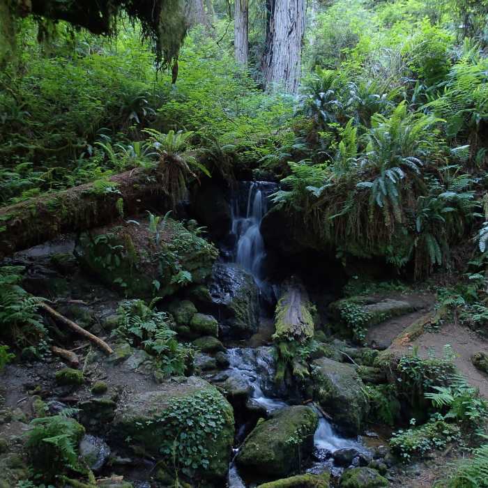 Near Trillium Falls Loop Trail