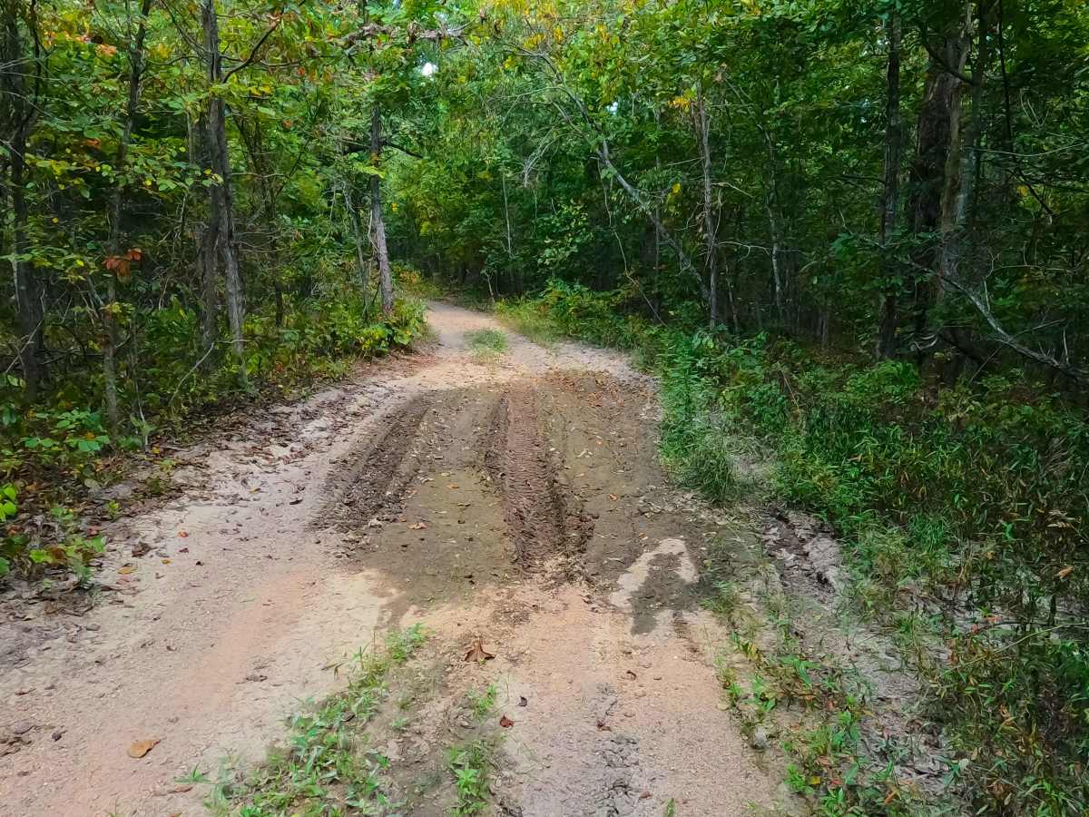 Big Buck - FS 2526 photo 3