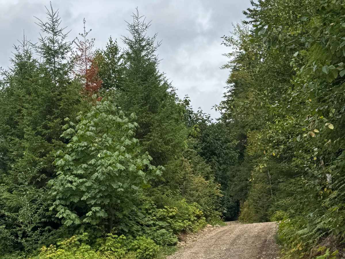 Francis Lake Back Entry photo 5