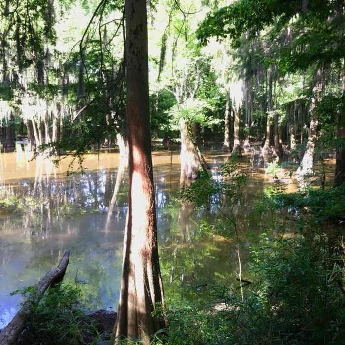 Near LeFleur's Bluff Nature Trail