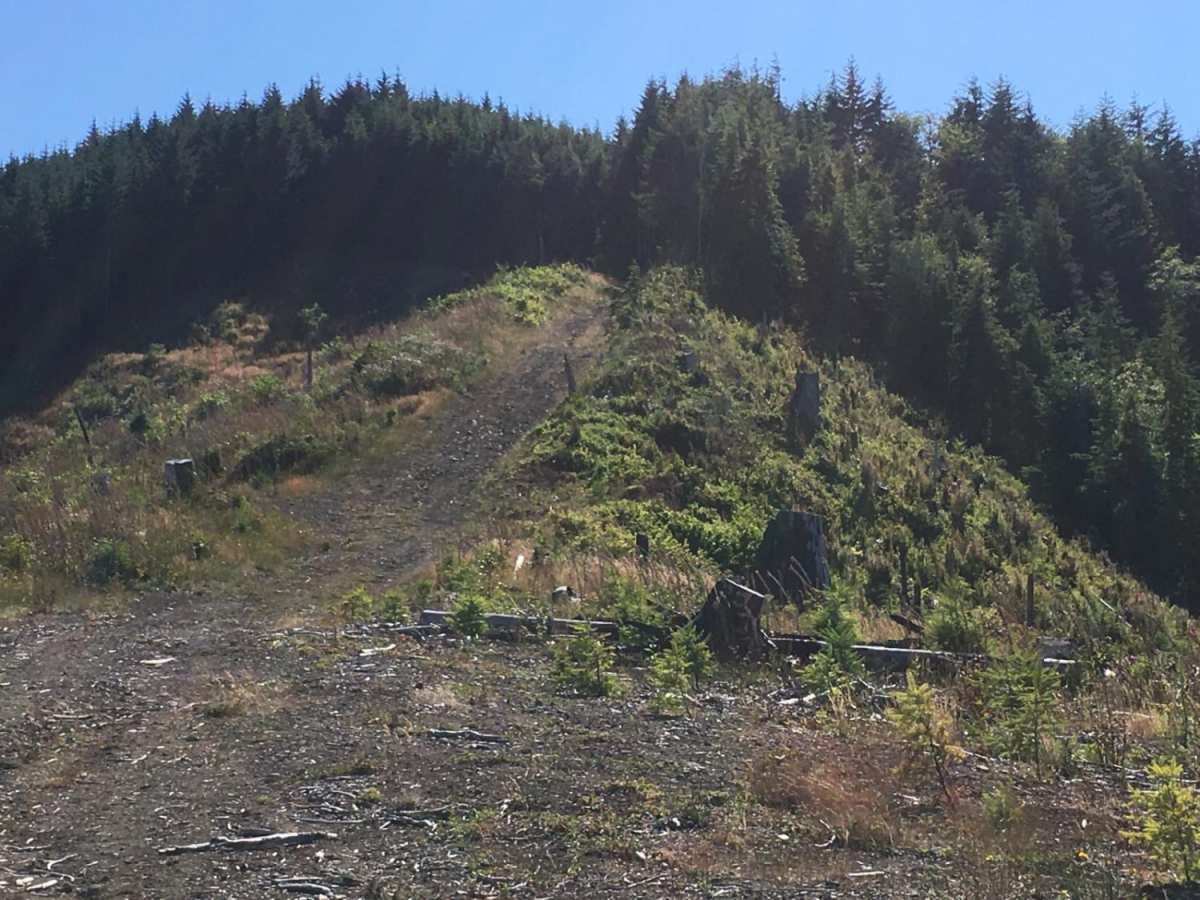 Route 5506 - Siuslaw Natl Forest photo 4