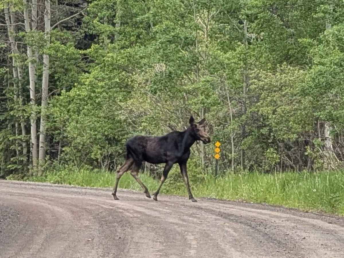 Buckhorn Road - 44H photo 5