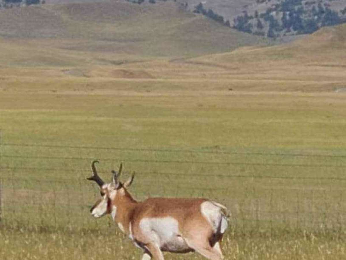 Where the Deer and the Antelope Play photo 5