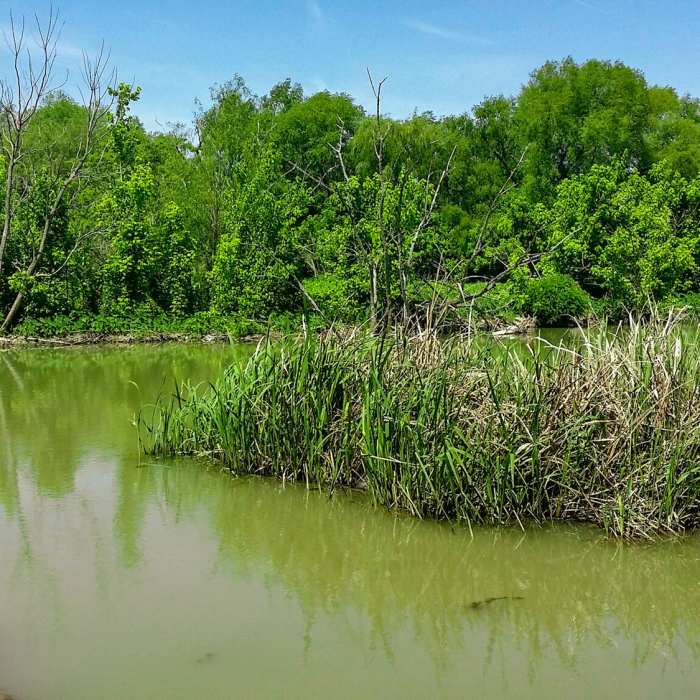 Near Rowlett Nature Trail