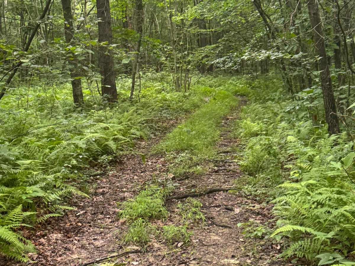 Trail 53 photo 6