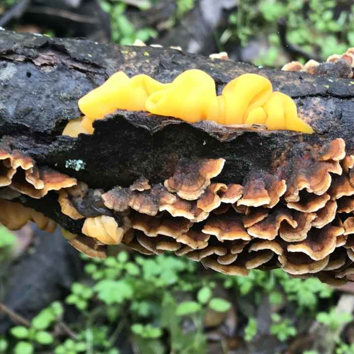 Near Bay Area Ridge Trail: Crockett Hills