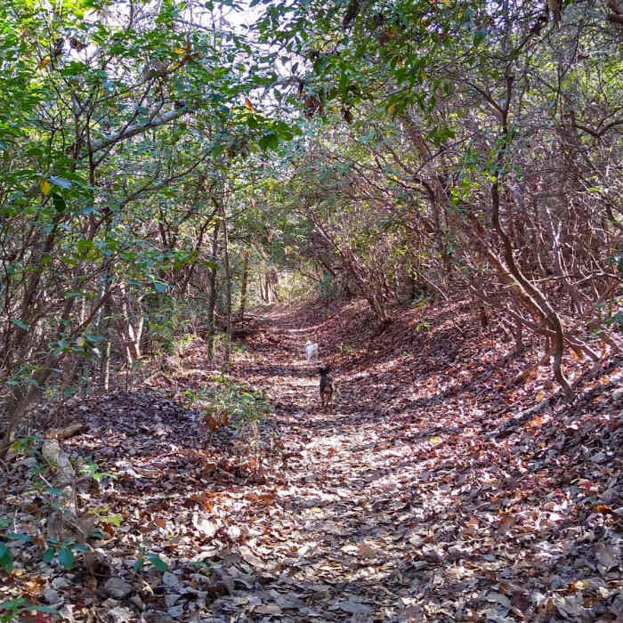 Near The Palmetto Trail: Oconee Passage