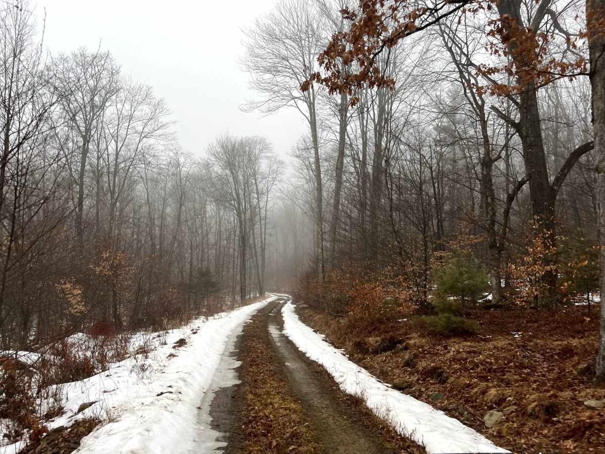 Deer Lick Trail photo 6