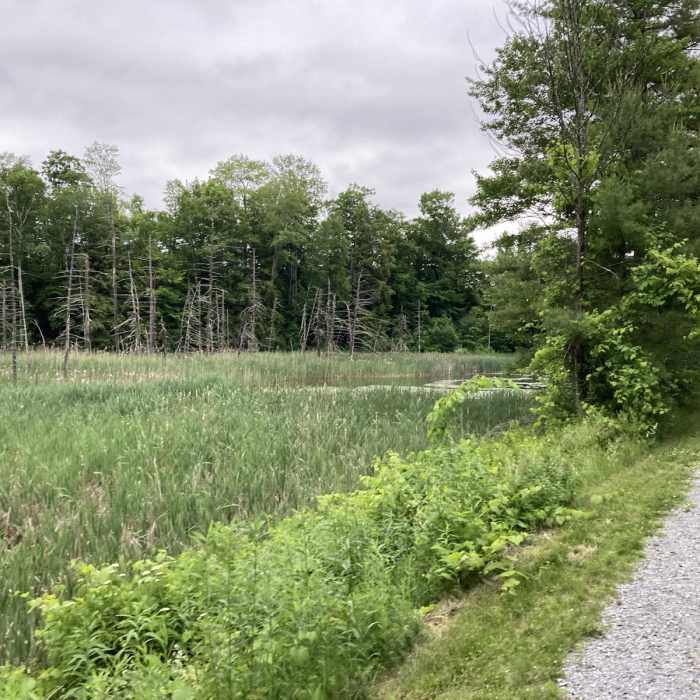 Near Ashuwillticook Rail Trail - Berkshire Mall Road to the town of Cheshire Near Ashuwillticook Rail Trail - Berkshire Mall Road to the town of Cheshire