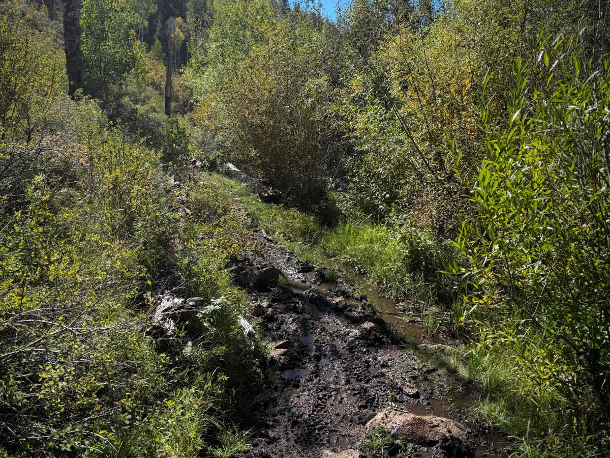 Alder Creek - FS 577  photo 6