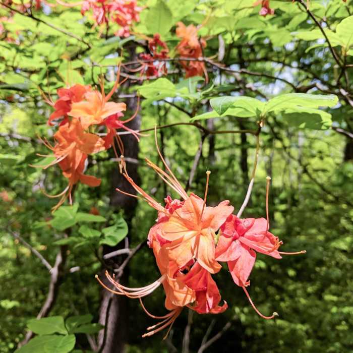 Near Blood Mountain via Woody Gap