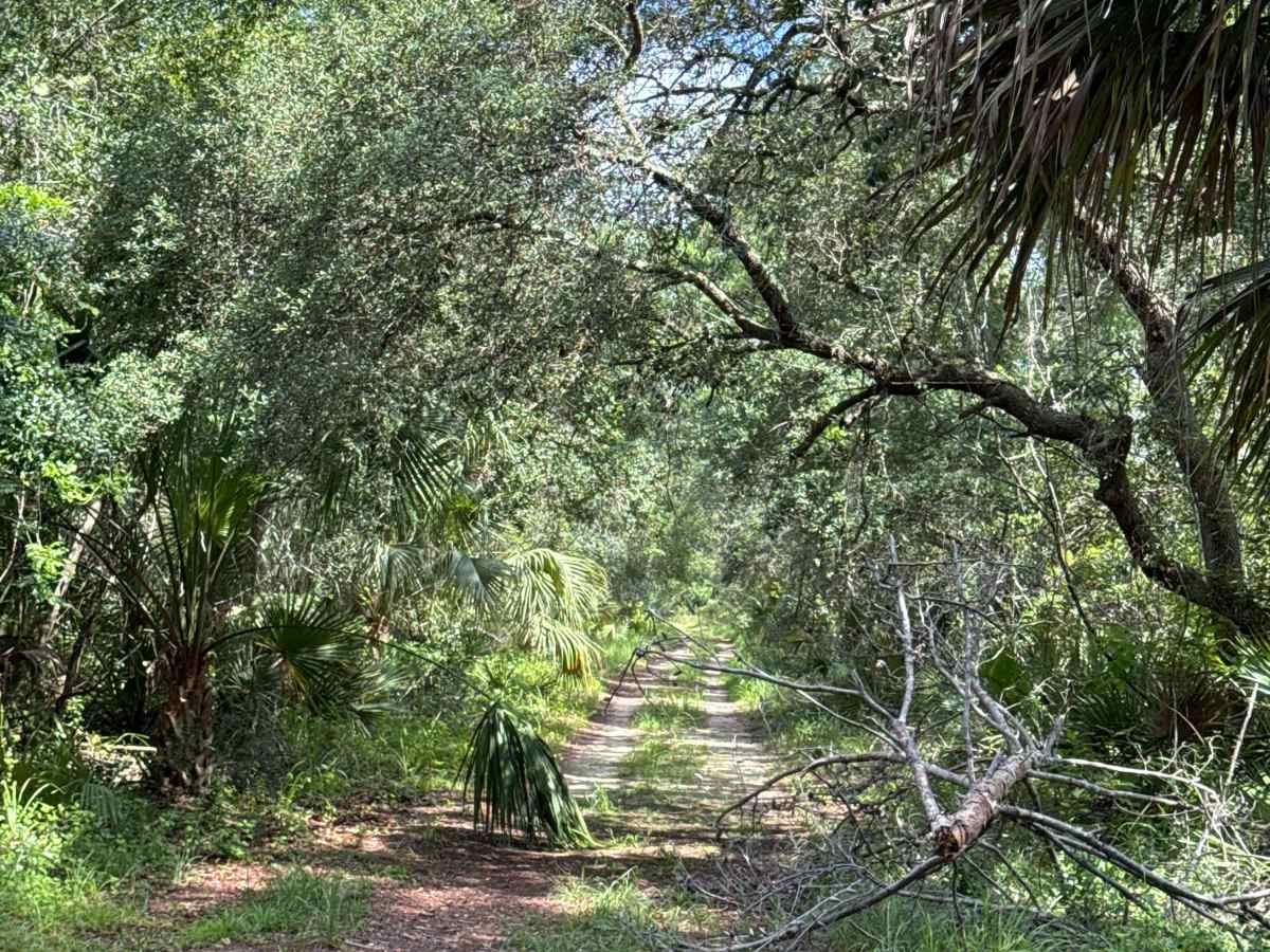 Ocala National Forest Road 19-14.8 photo 5