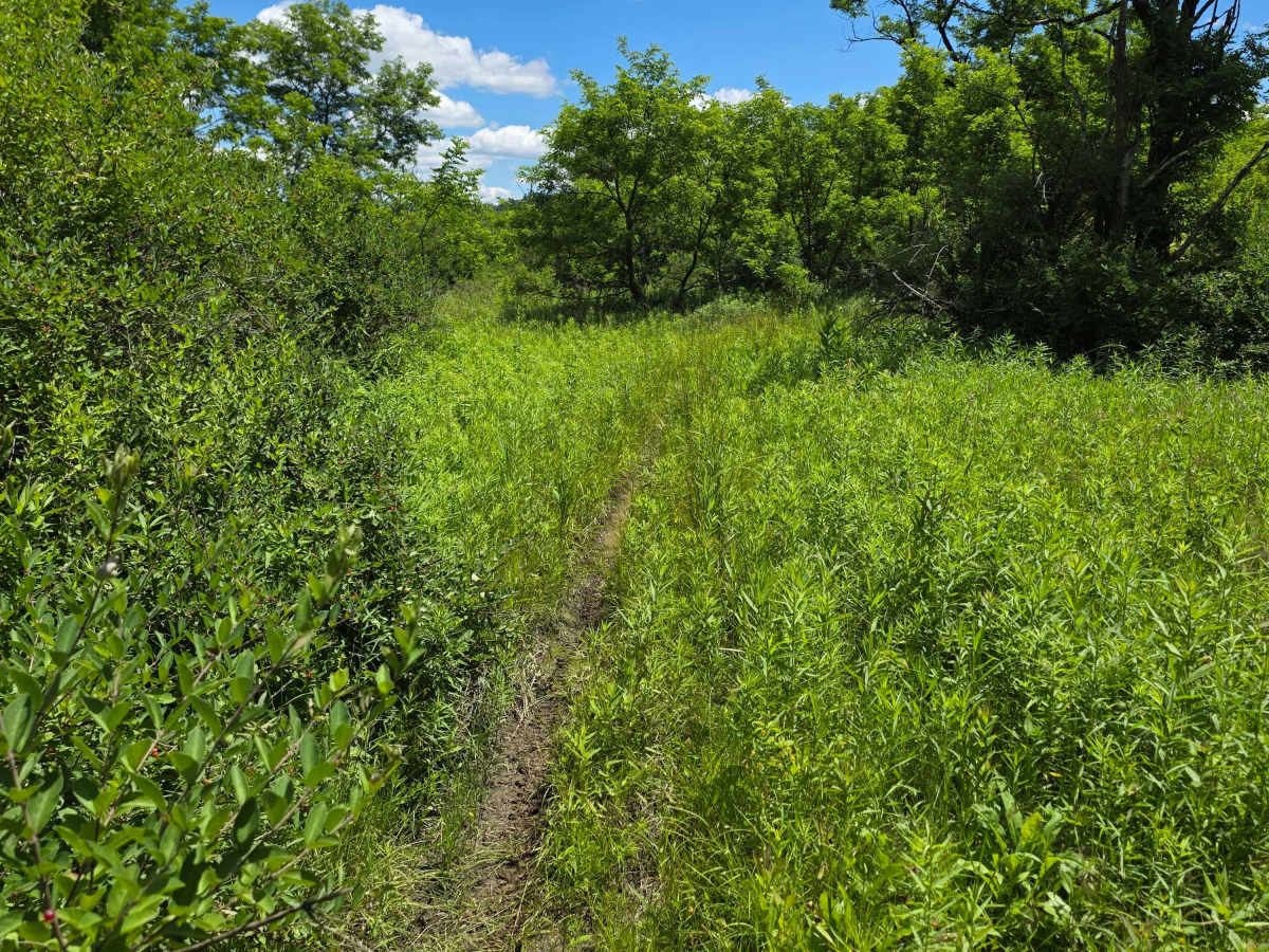 Single Track QQ photo 3