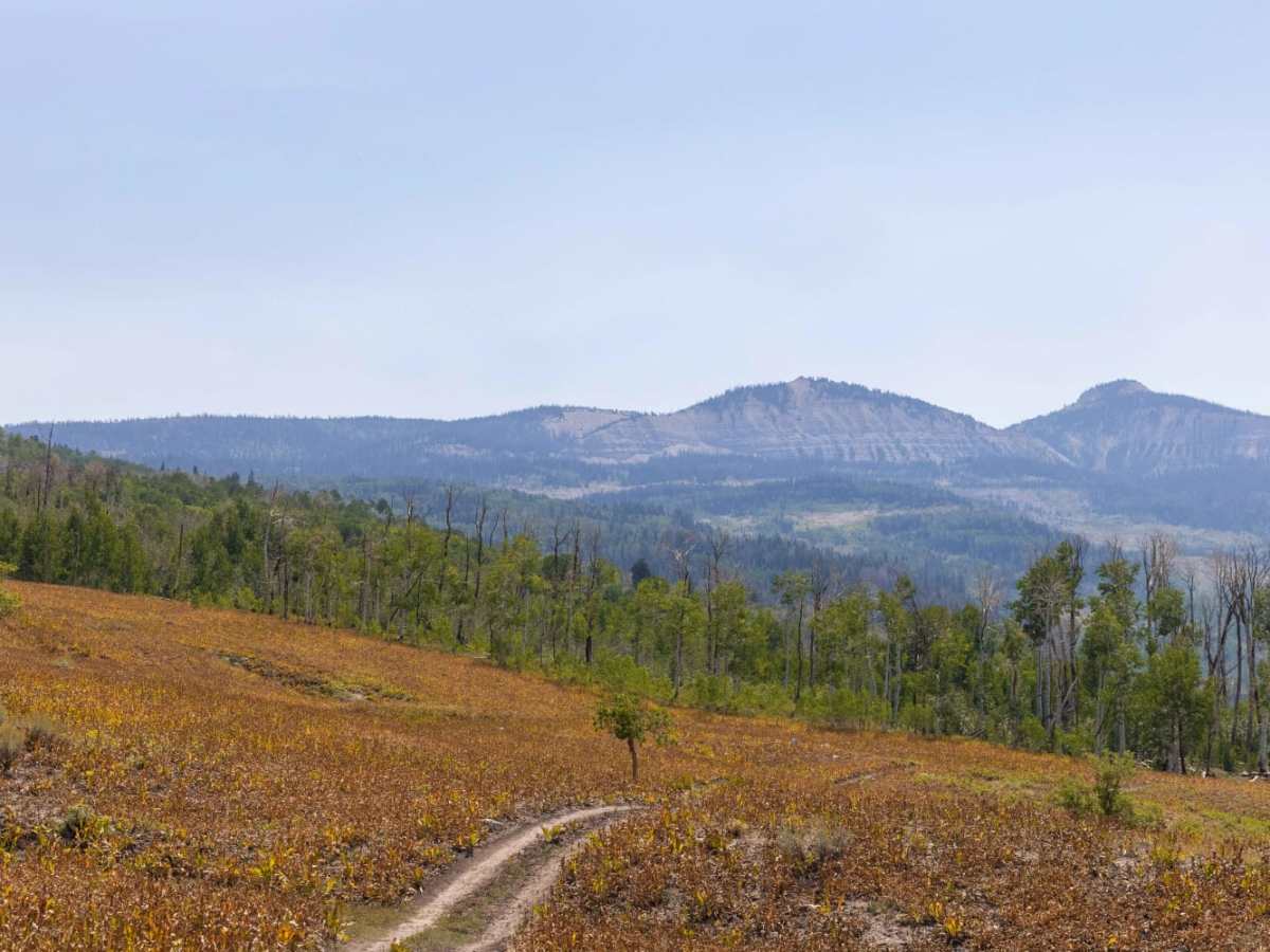 Julius Pasture-South Fork Road photo 2