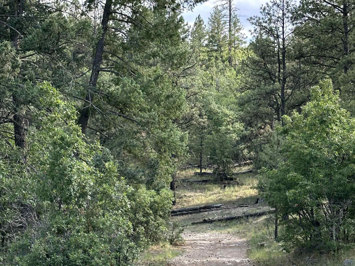 Agua Chiquita Ridge photo 6