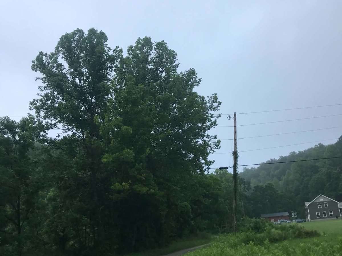 Wolf Road photo 5
