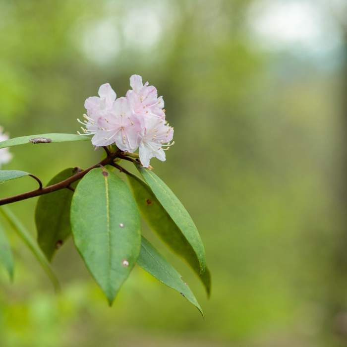 Near Bearwallow Mountain