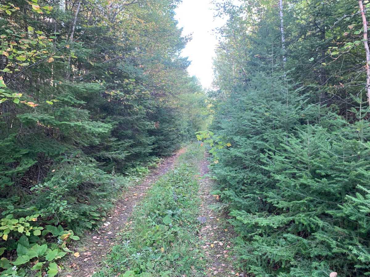 Frank Lake South Trail - FS 1885A photo 4