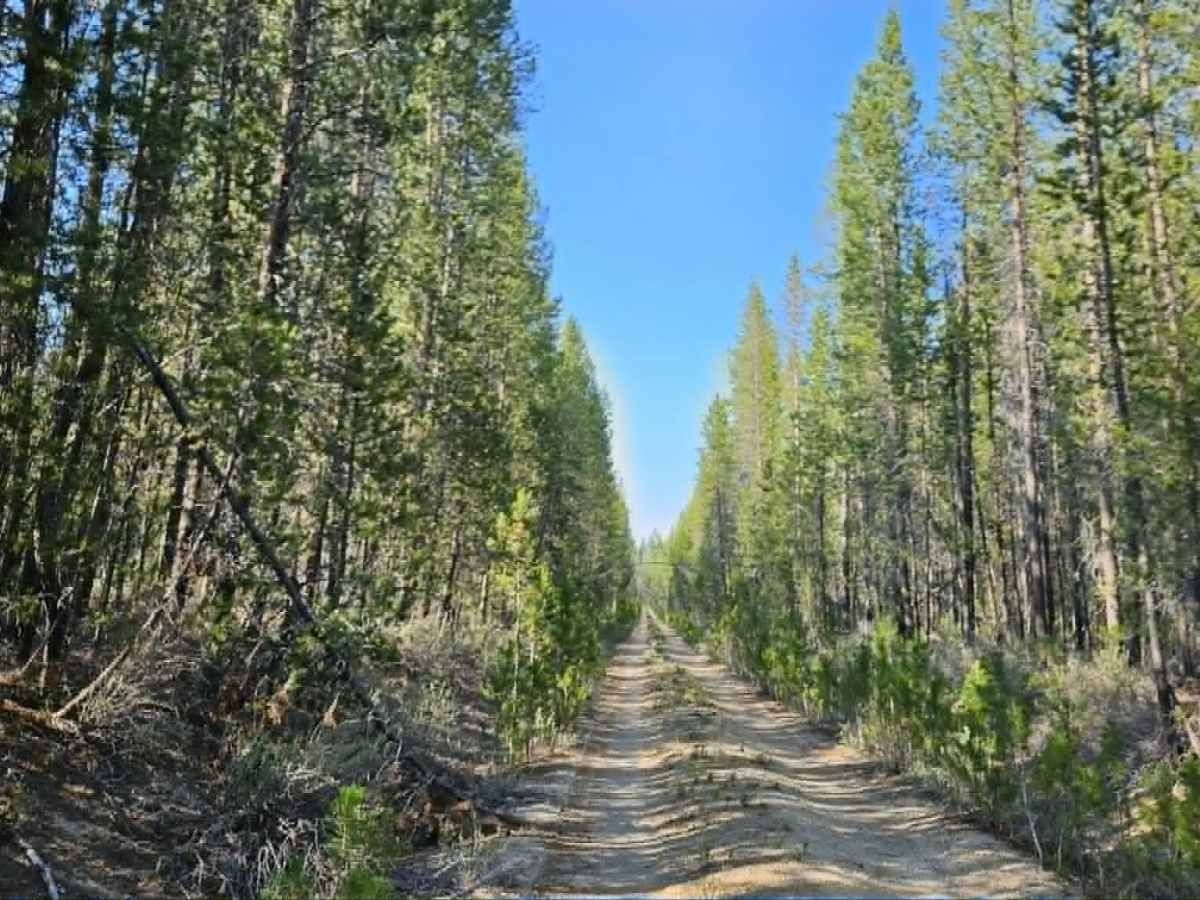 FS 8608110 trail photo