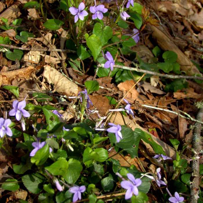 Near Big Creek, Big Frog, Yellow Stand Lead Trail Loop