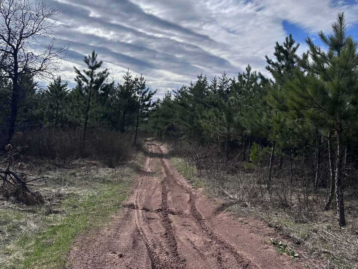 Sandy Pines Trail photo 3