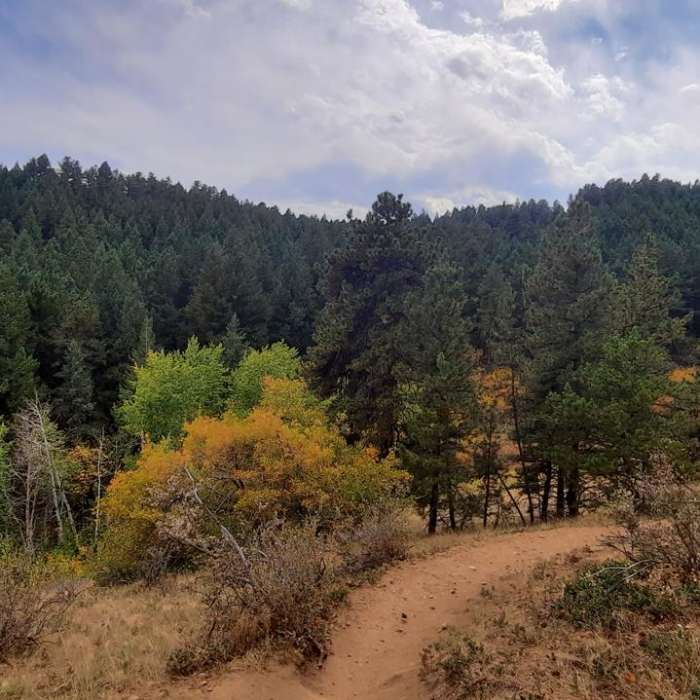 Near Apex + Enchanted Forest Loop