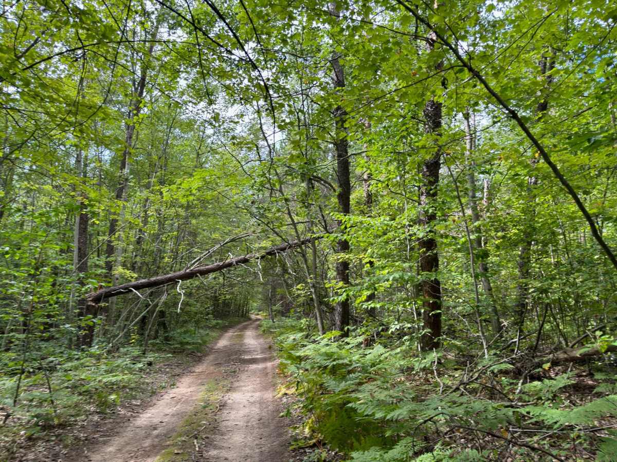 FS 5049 trail photo