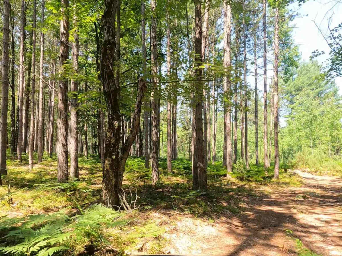 Short Swampy Trail photo 2
