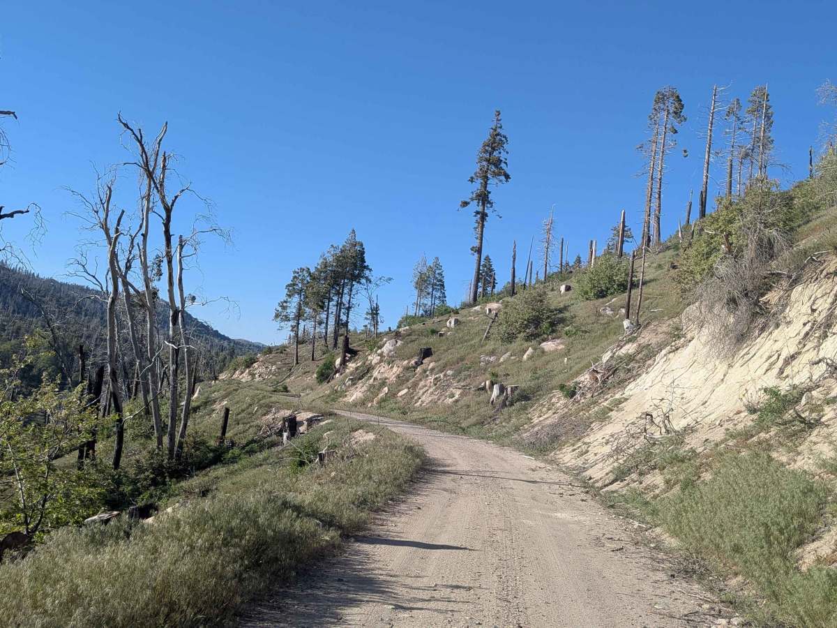Portuguese Meadow - FS 24S15 trail photo