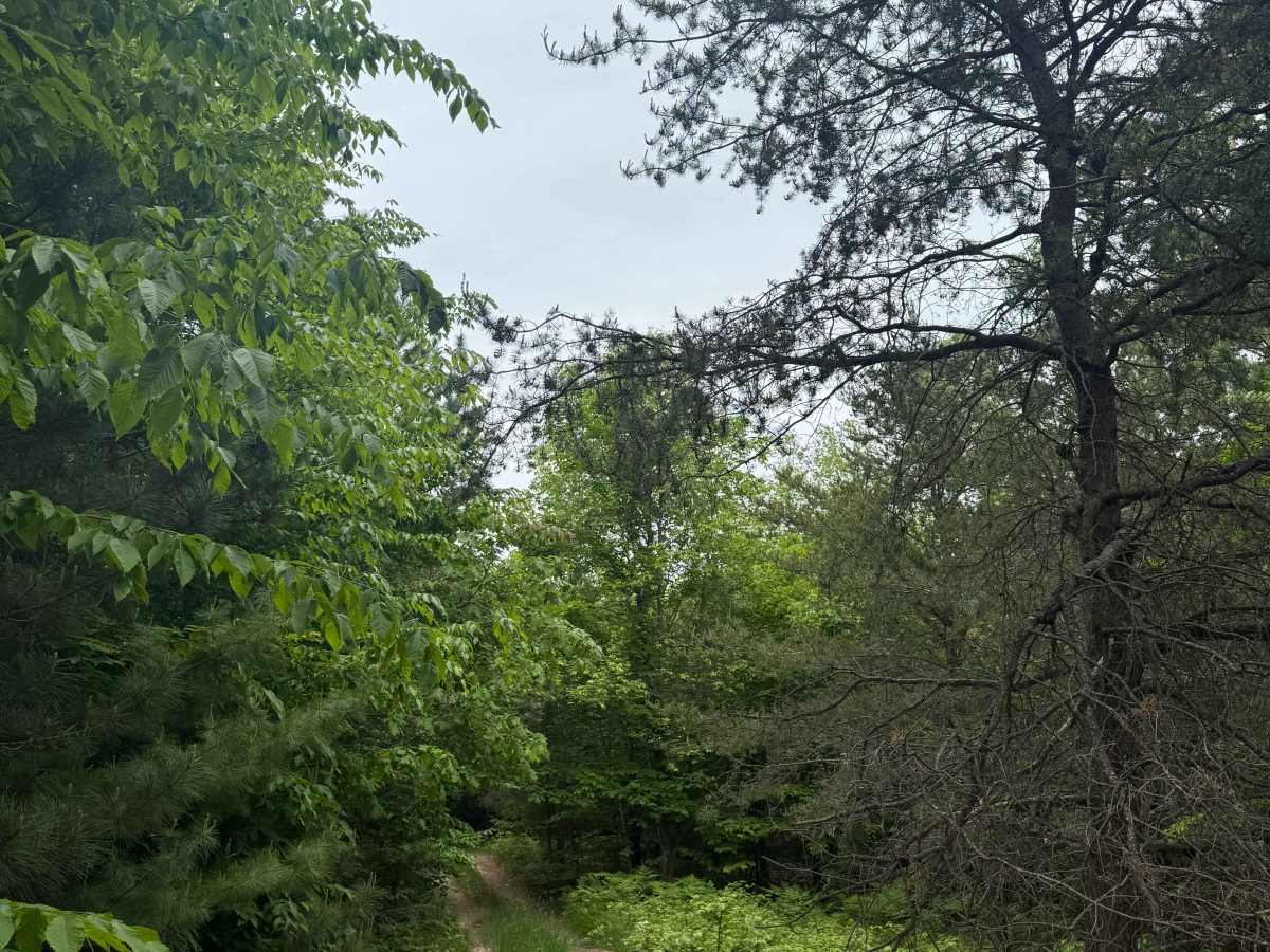 Kalverse Trail North photo 4