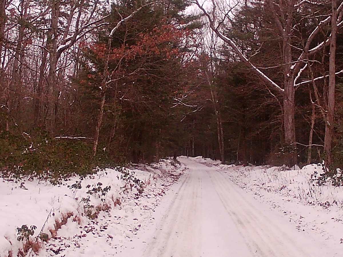 Butternut Grove Road photo 4
