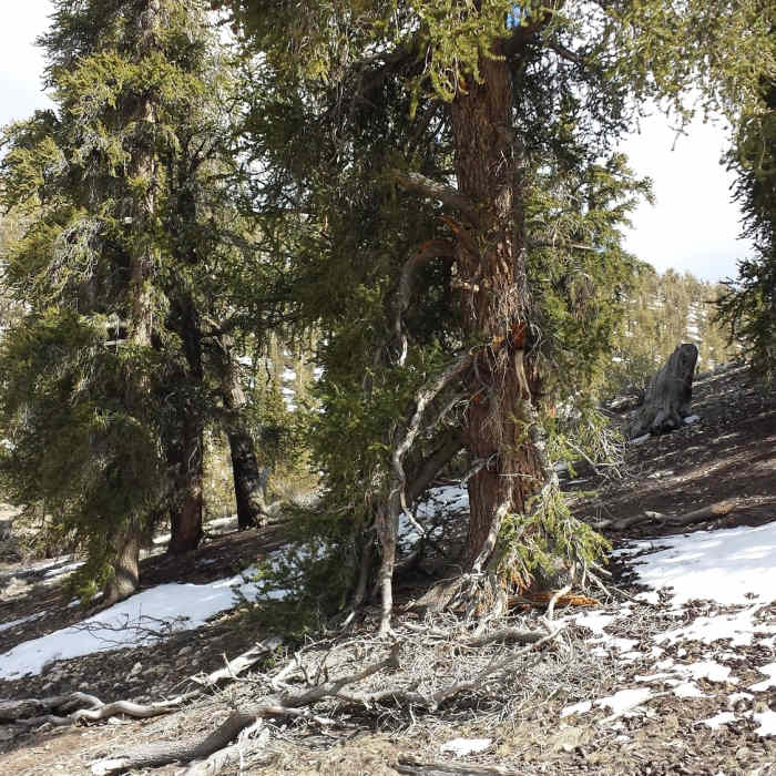 Near Methuselah Loop Trail