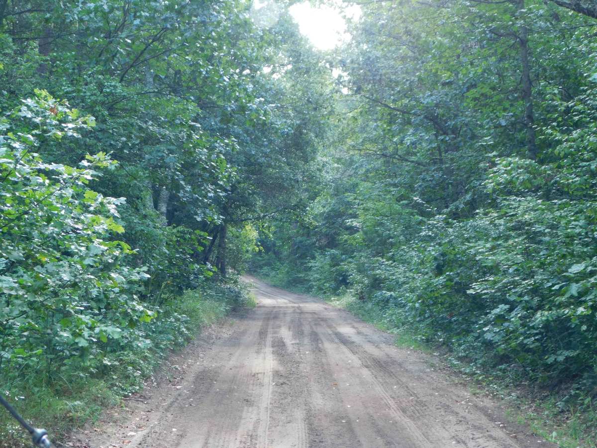 Linderman Road Forest Route photo 3