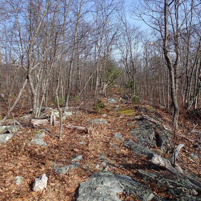 Hank's East Trail Near Loop around Hank's Pond and beyond Stephens Road
