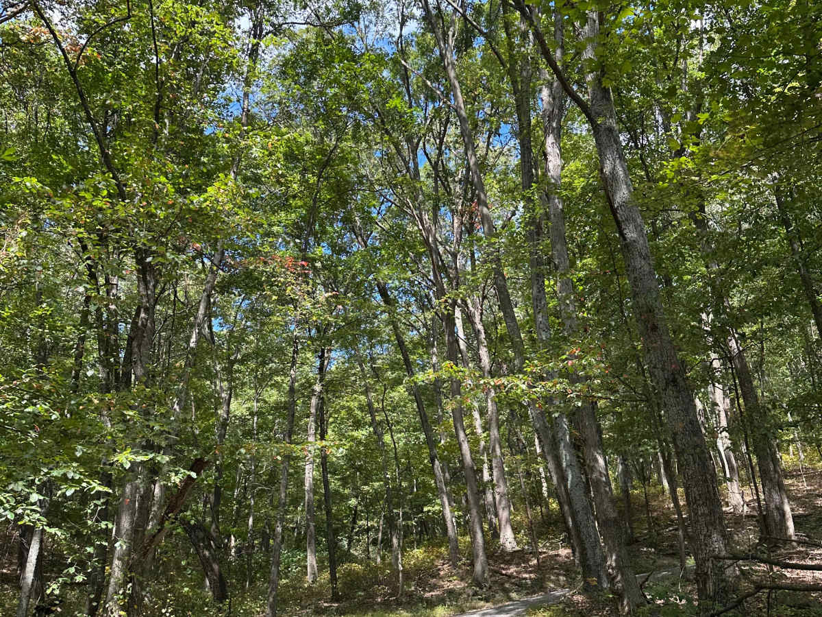 Perrin Road  photo 4