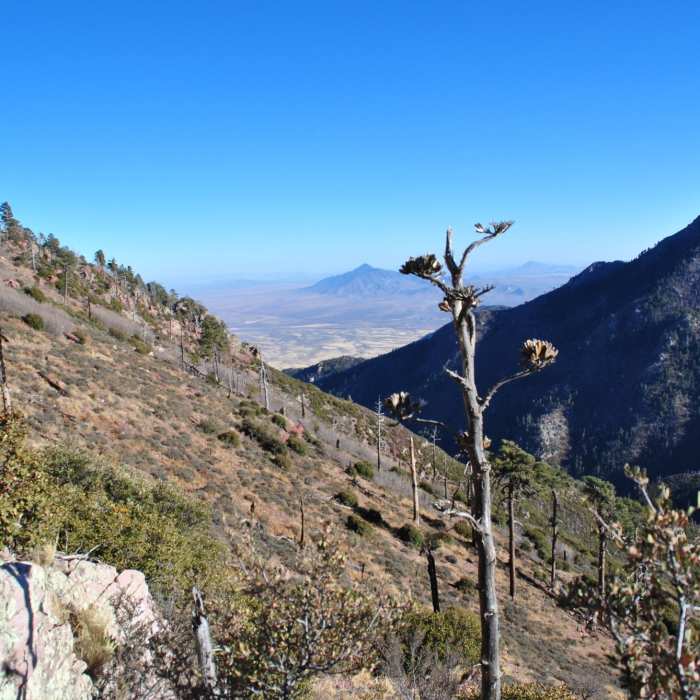 Near Carr Peak via Miller Canyon Trail