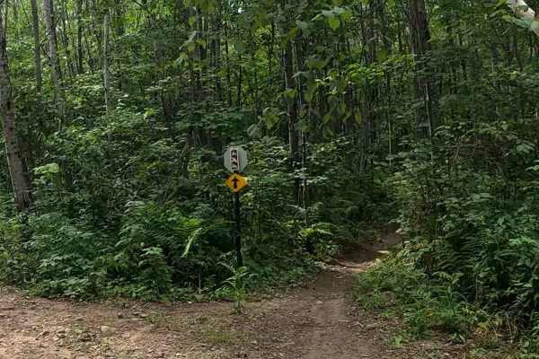 Logger's Run