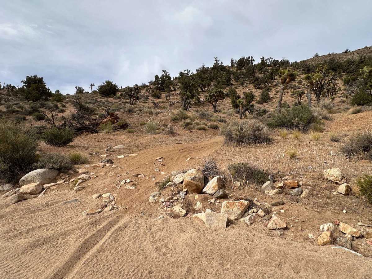 Antelope Double Track photo 3