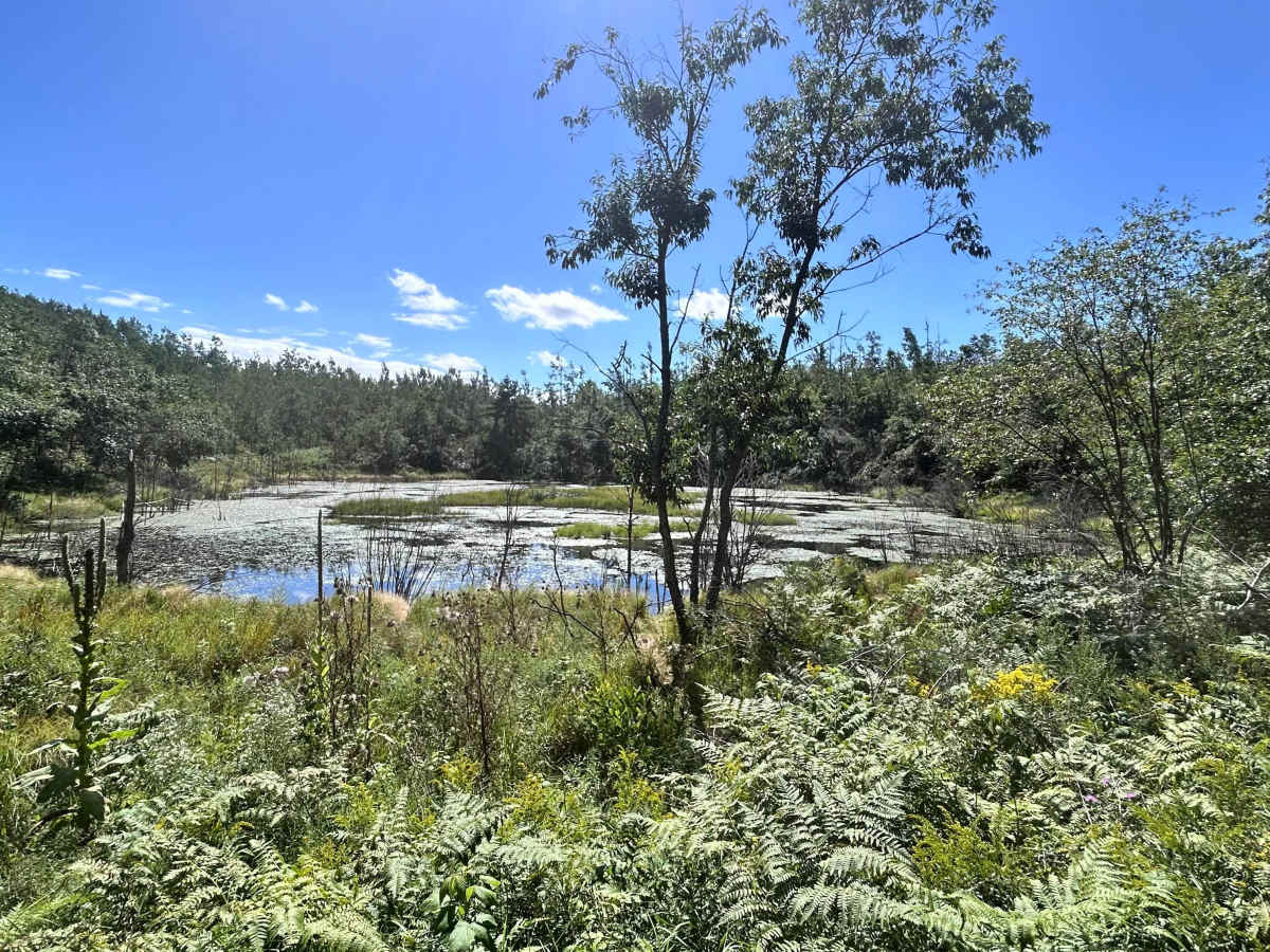 Big Bear Connector  photo 5
