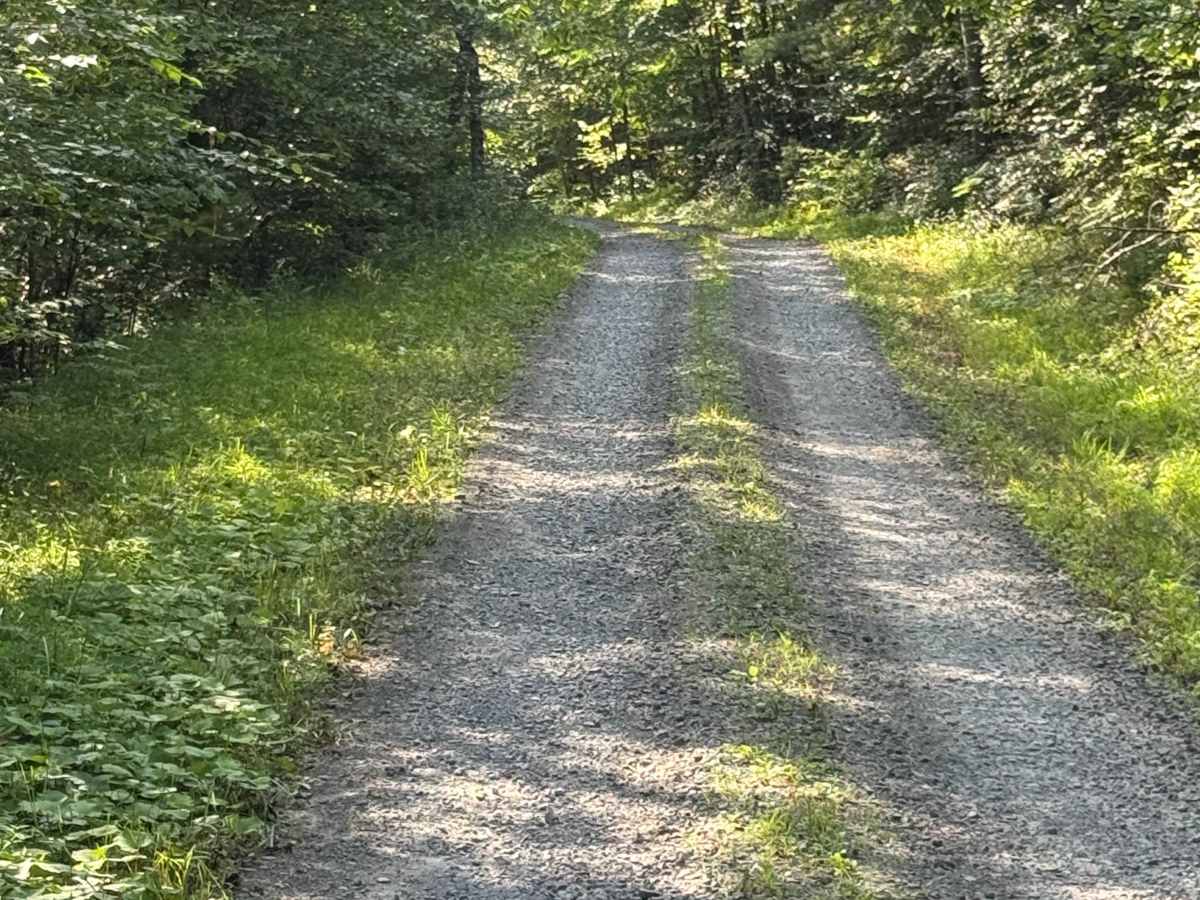 Fisher Mine Road trail photo