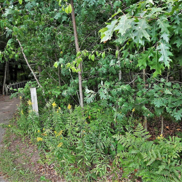 Trail Intersection #1" by Mike Lozon. Photo courtesy of Ottawa County Parks & Recreation. Near Hemlock Loop