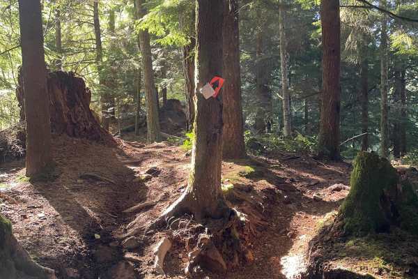 Clearcut Sidehill