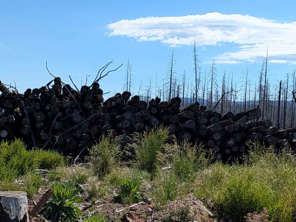 Tamarack Tile - FS 47N49 photo 4