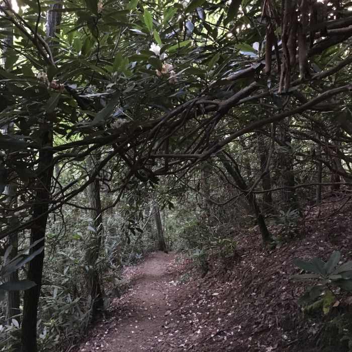 Near Lover's Leap Trail
