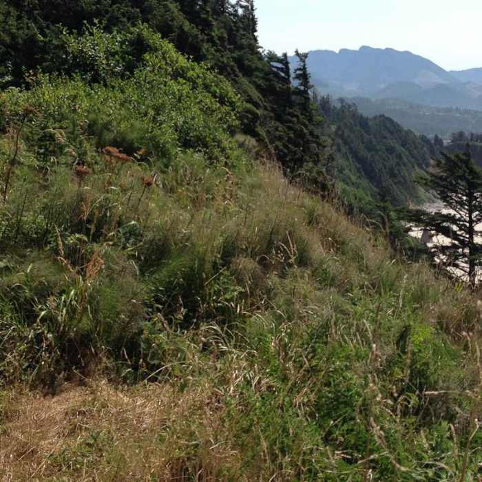 Near Crescent Beach Trail